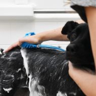 Ručná sprcha pre zvieratá